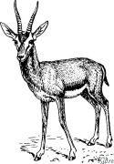 gazelle Coloring Pages To Print